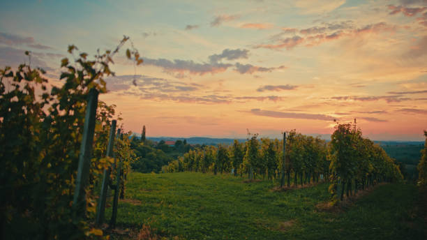 istock Sunset Over Lush Vineyard Landscape 2171640143