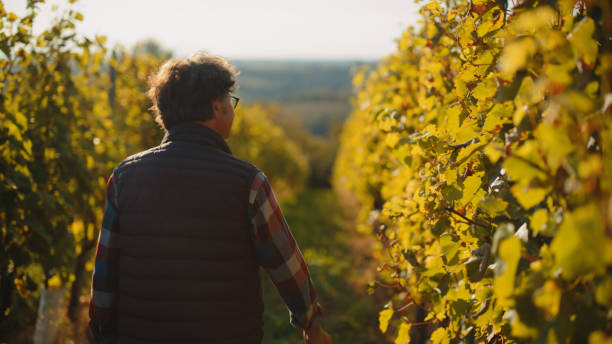 Young woman in striped hat enjoying beautiful sunset view on the vineyard in Bordeaux region in France