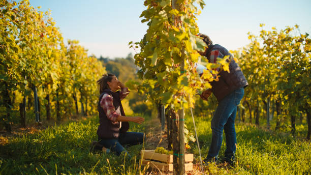 istock Female Vineyard Assistant and Senior Winemaker Inspecting Grapes 2171640289