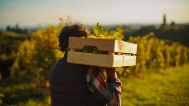 Bunch of ripe dark grapes freshly picked in bunch of plastic harvest baskets.