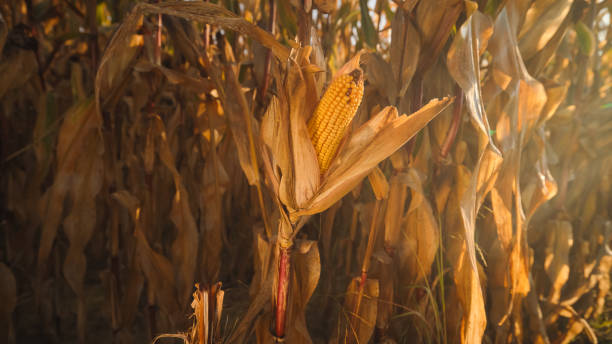 istock Golden Sunset Over Corn Cob on Stalk in Field 2171640653