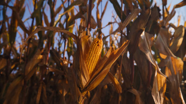istock Golden Corn Ear at Sunset in Farm Field 2171640667