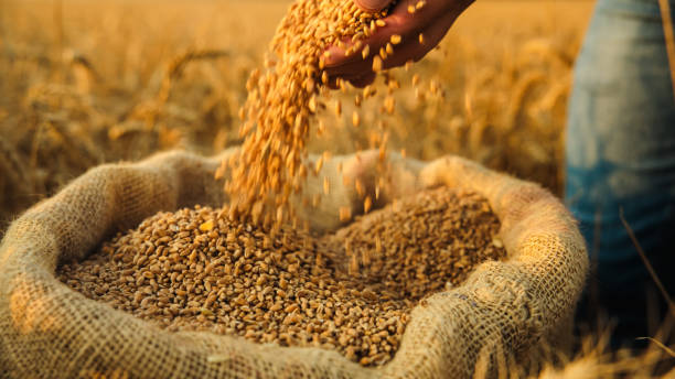 istock Farmer Collecting Wheat Grains in Field 2171640761
