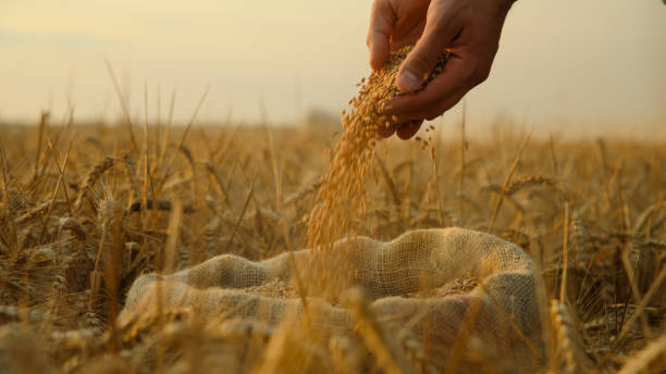 istock Grain Harvest Close-Up Hands at Sunrise 2171640765