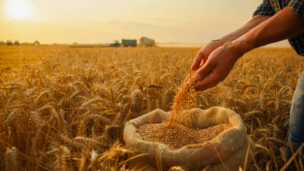 istock Farmer Harvesting Wheat by Hand in Golden Field 2171640766