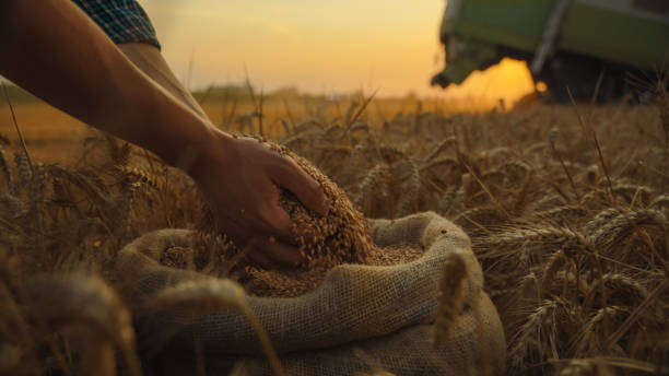 istock Farmer Gathering Wheat in Field at Sunset 2171640776