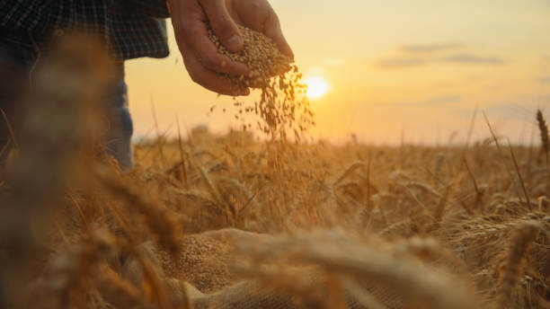 istock Farmer Examining Wheat Grains in Sunlit Field 2171640803