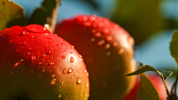 Fresh Dewy Apples on Tree Branch at Sunrise