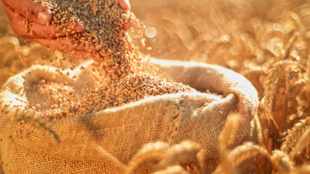 istock Hands Gathering Wheat in Sunlit Field 2171640847