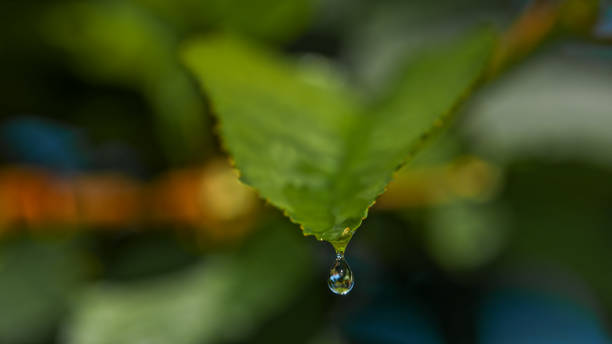 istock Glistening Water Droplet Descending from Green Leaf 2171640851