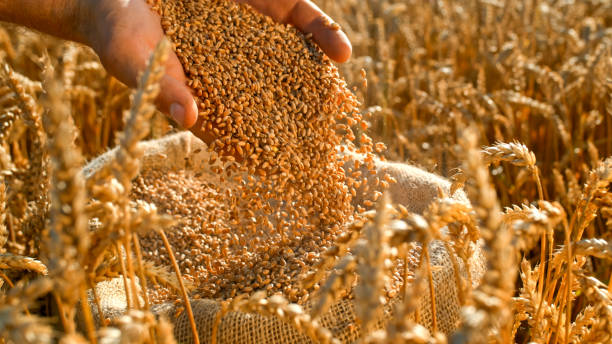 istock Gentle Hands Pouring Wheat Grains in Sunlit Field 2171640852