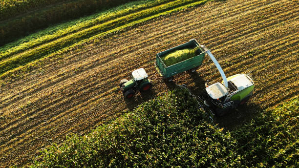 istock Golden Hour Corn Harvest with Tractors 2171640864