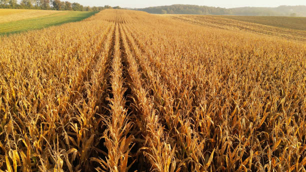 istock Golden Corn Field at Sunset 2171640866