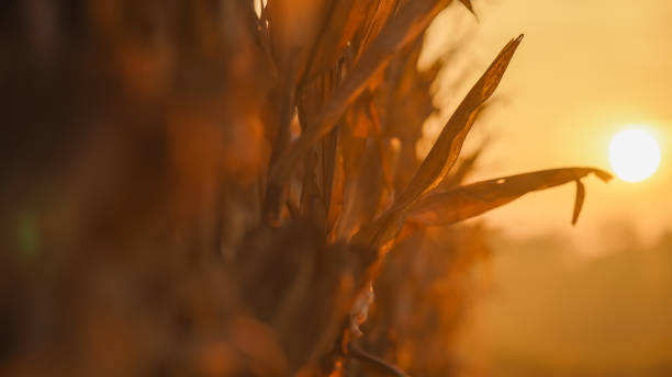istock Golden Hour Cornfield Close-Up 2171641004