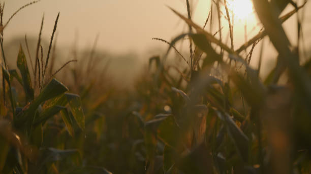 istock Golden Sunset Over Cornfield Tops 2171641007