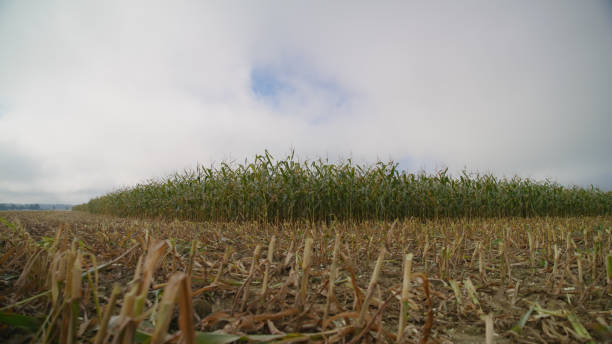 istock Autumn Cornfield After Harvest 2171641061