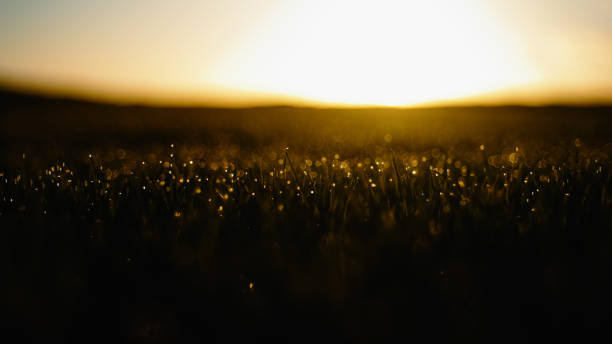 A serene field of young wheat glistens with dew drops under the golden glow of an early morning sun.