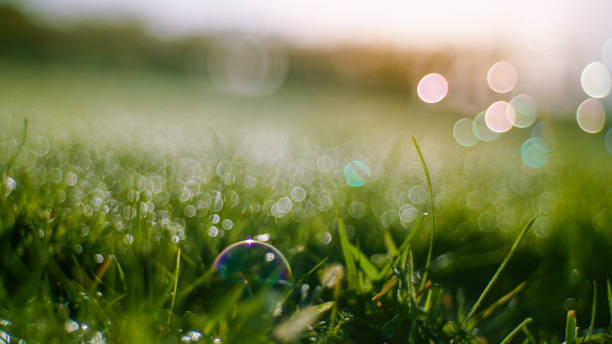 istock Golden Hour Dew on Young Wheat Field 2171641106