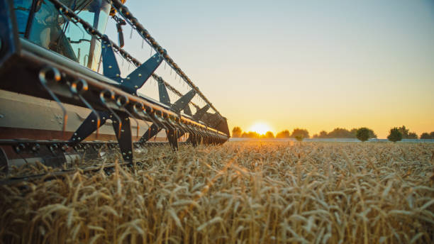 Golden Hour Wheat Harvest