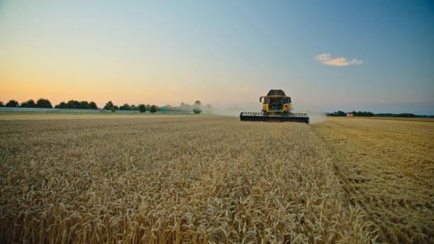 istock Golden Hour Wheat Harvesting 2171641140