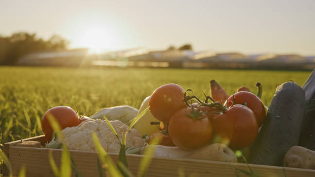 A wooden crate brimming with ripe tomatoes, cauliflower, and potatoes rests on the farm soil, bathed in the warm glow of the setting sun.