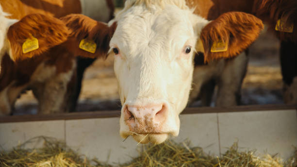 istock Up-Close Encounter with a Curious Cow 2171642097