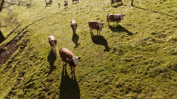 istock Grazing Herd of Brown and White Cows in Pasture 2171642103