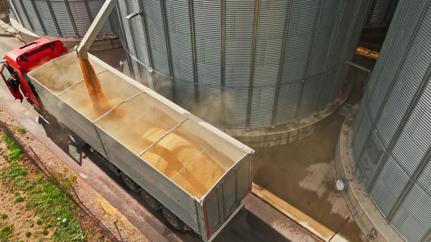 A worker supervises the efficient transfer of corn from a towering metal silo into the open container of a parked red and white truck.