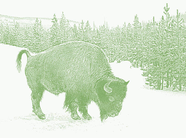 American Bison in Yellowstone National Park during winter