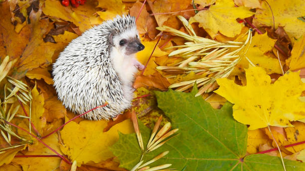 Little hedgehog on fallen autumn leaves background