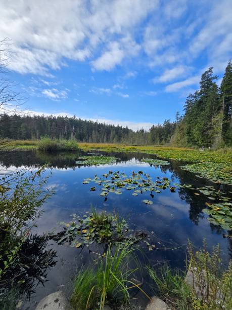 istock Beaver Lake on September 12, 2024 2171643328