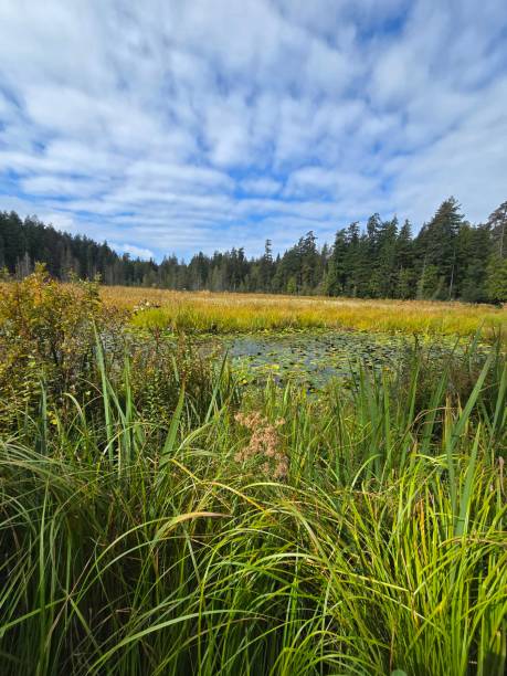 istock Beaver Lake on September 12, 2024 2171643426