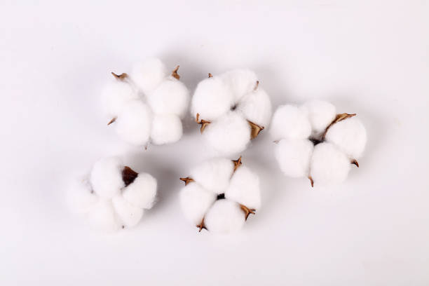 istock Studio shot of pure natural cotton balls 2171645122