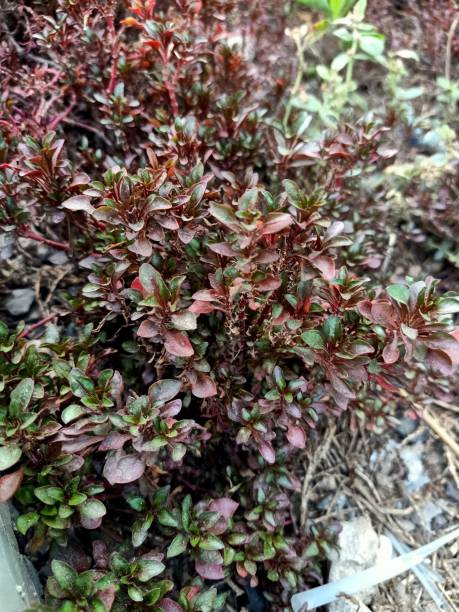 istock Close up of bloodleaf plant 2171645483