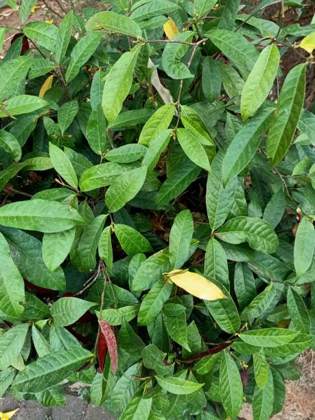 istock Close up of blindness tree plant 2171645803
