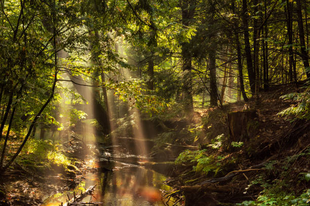 Sunbeams are creating atmospheric lens flares and rainbows in misty green forest