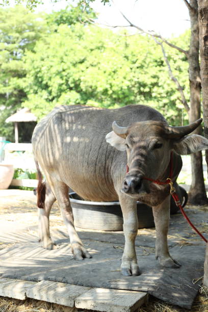 istock Animal in Farm 2171650764