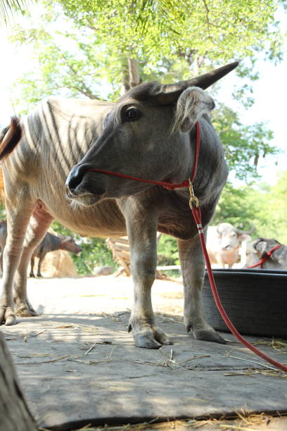 istock Animal in Farm 2171650765