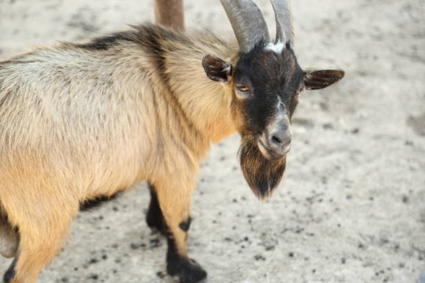 istock Animal in Farm 2171650817