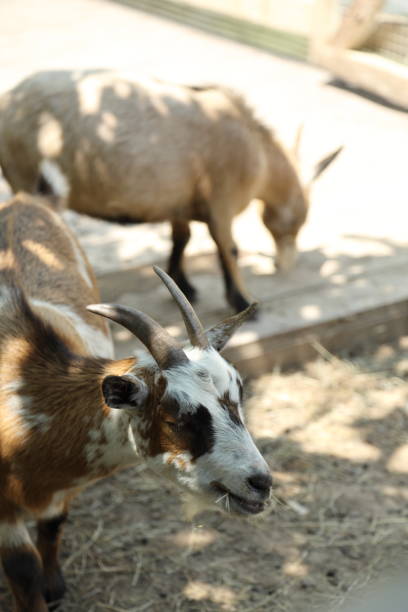 istock Animal in Farm 2171650819