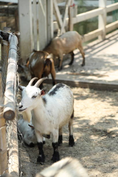 istock Animal in Farm 2171650831