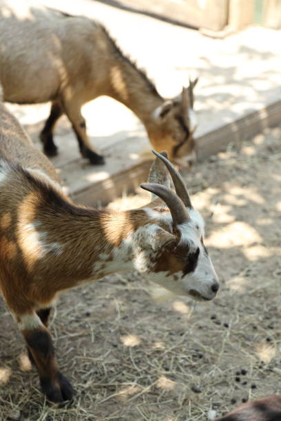 istock Animal in Farm 2171650833