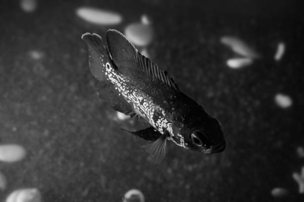 Silhouetted fish gracefully swim in an aquarium, highlighted against a blue, slightly blurred background, showcasing calm and aquatic imagery.