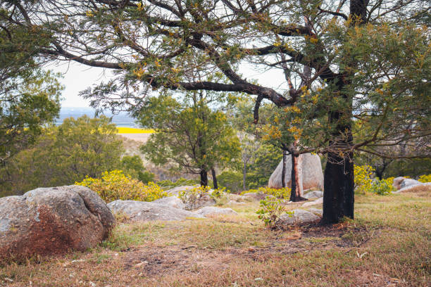 springtime landscape in bushland with yellow blossoms