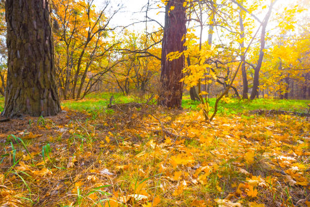 red dry autumn forest glade covered by maple leaves
