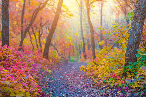 ground road through red autumn forest covered by dry leaves