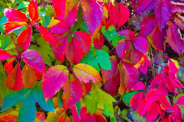 closeup varicoloured vine leaves natural autumn background