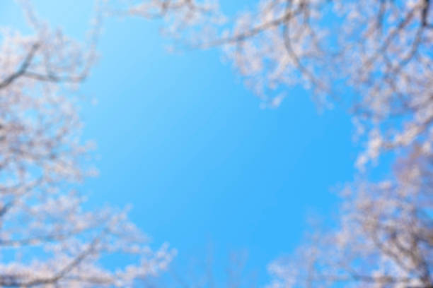 Looking up at defocused natural frame of cherry blossoms in full bloom against clear sky.