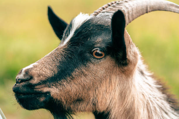 istock goat's head with distinct markings grazing in a sunny pasture during the day 2171654858
