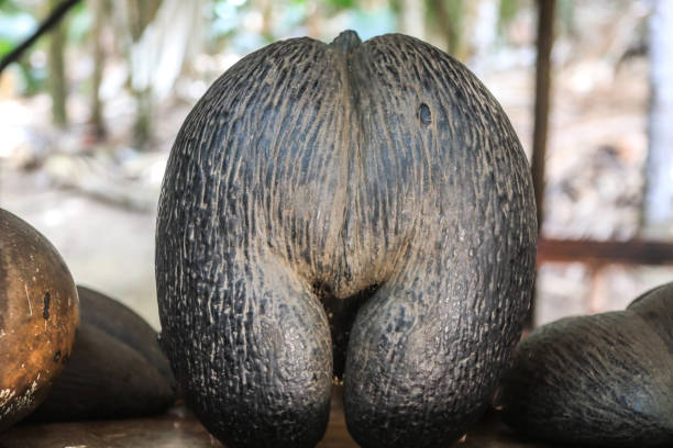 The world's largest nut, a fruit that looks like a butt, has survived from the dinosaur era